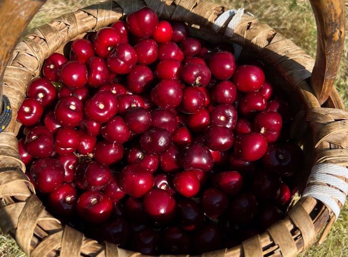 Arranca la certificación de las primeras picotas D.O.P Cereza del Jerte