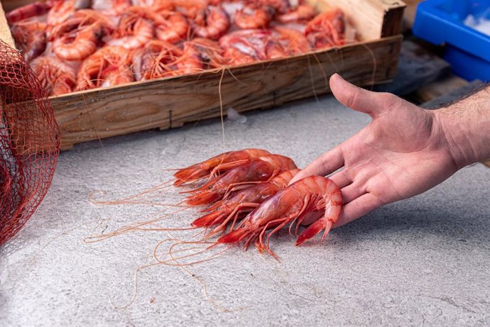 Gamba roja de Almería.