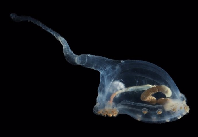Este pepino de mar de cuerpo transparente pertenece a la familia Elpidiidae y se llama 'unicumber'.