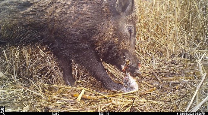 Archivo - Imágenes de fototrampeo de un jabalí comiendo carroña.