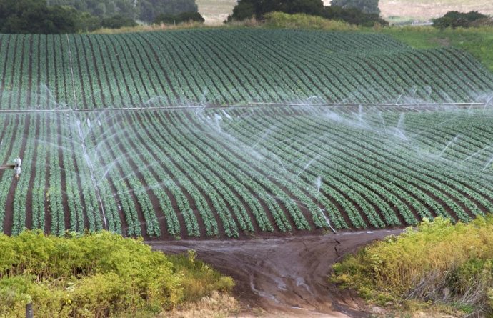 Archivo - Imagen de recurso de un campo de regadío.