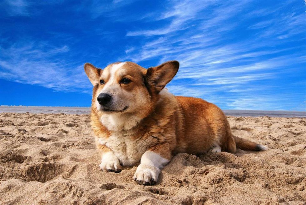 PACMA pide más playas para perros para convertir a España en un referente en "turismo canino".