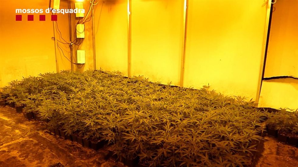 Plantación de marihuana en Sant Lloren Savall (Barcelona).
