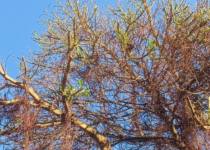 Imatge del ficus de la plaa d'Espanya de Valncia amb nous brots verds després d'haver sigut enverinat.