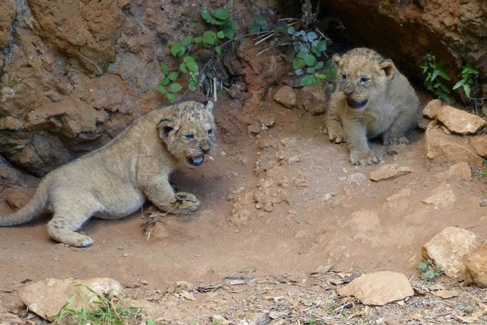 Dos nuevos leones que han nacido en el Parque de la Naturaleza de Cabárceno