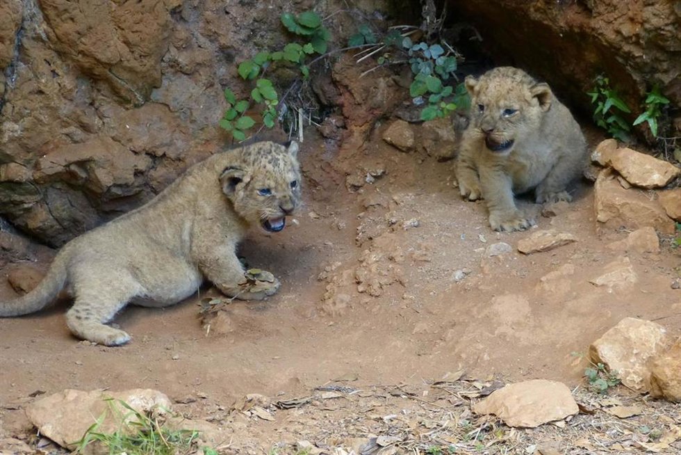 Dos nuevos leones que han nacido en el Parque de la Naturaleza de Cabárceno