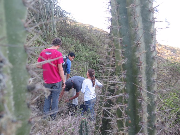 Archivo - Un estudio liderado por investigadores de la Complutense promueve nuevas formas de recuperar los bosques tropicales secos de zonas andinas