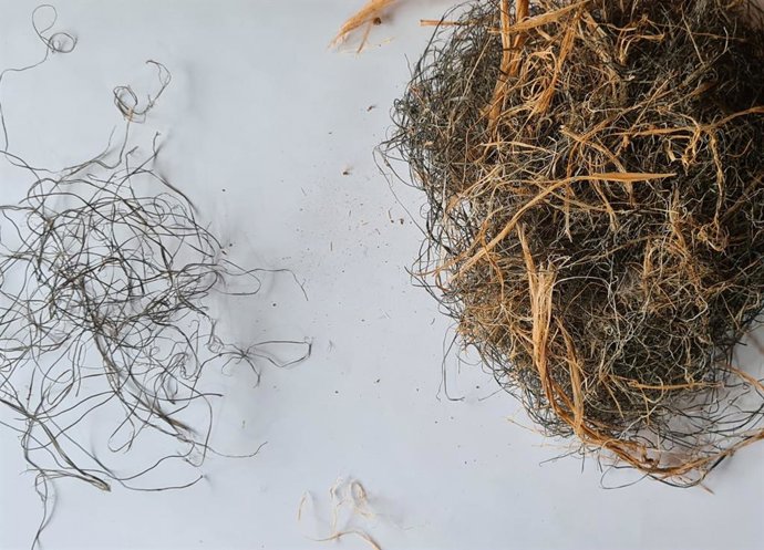 Un estudi en aus d'espais agrícoles demostra que més del 70% dels seus nius contenen residus plstics