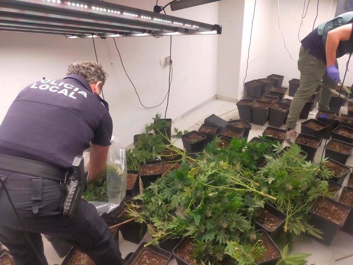 Desmantelamiento de una plantación de marihuana en el interior de una vivienda