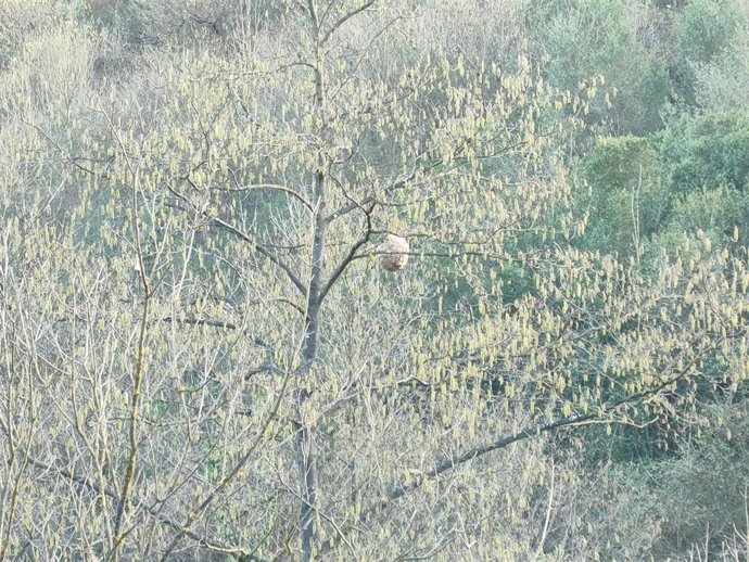 Archivo - Nido de Avispón Asiático.