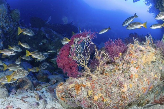 Archivo - Imagen del fondo marino del Archipiélago canario