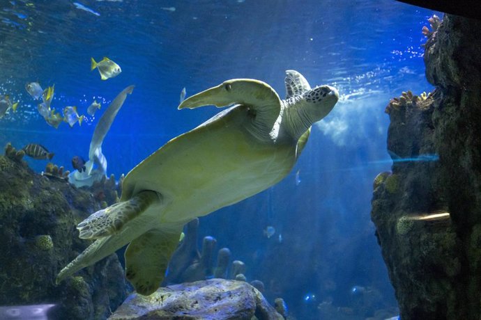 Archivo - Sea Life Benalmádena celebra la semana de los océanos con diversas actividades