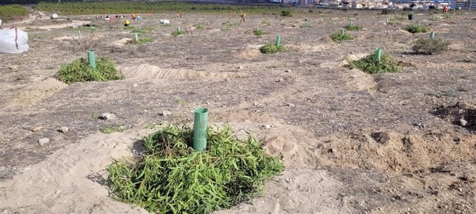 Plantación extrema en el Parque Natural de la Mata-Torrevieja