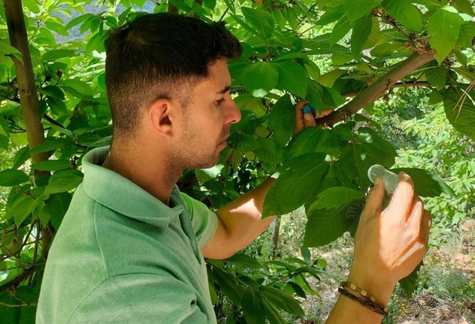 Suelta de ejemplares de 'Torymus sinensis' para combatir la plaga de la avispilla del castaño en el Valle del Genal.