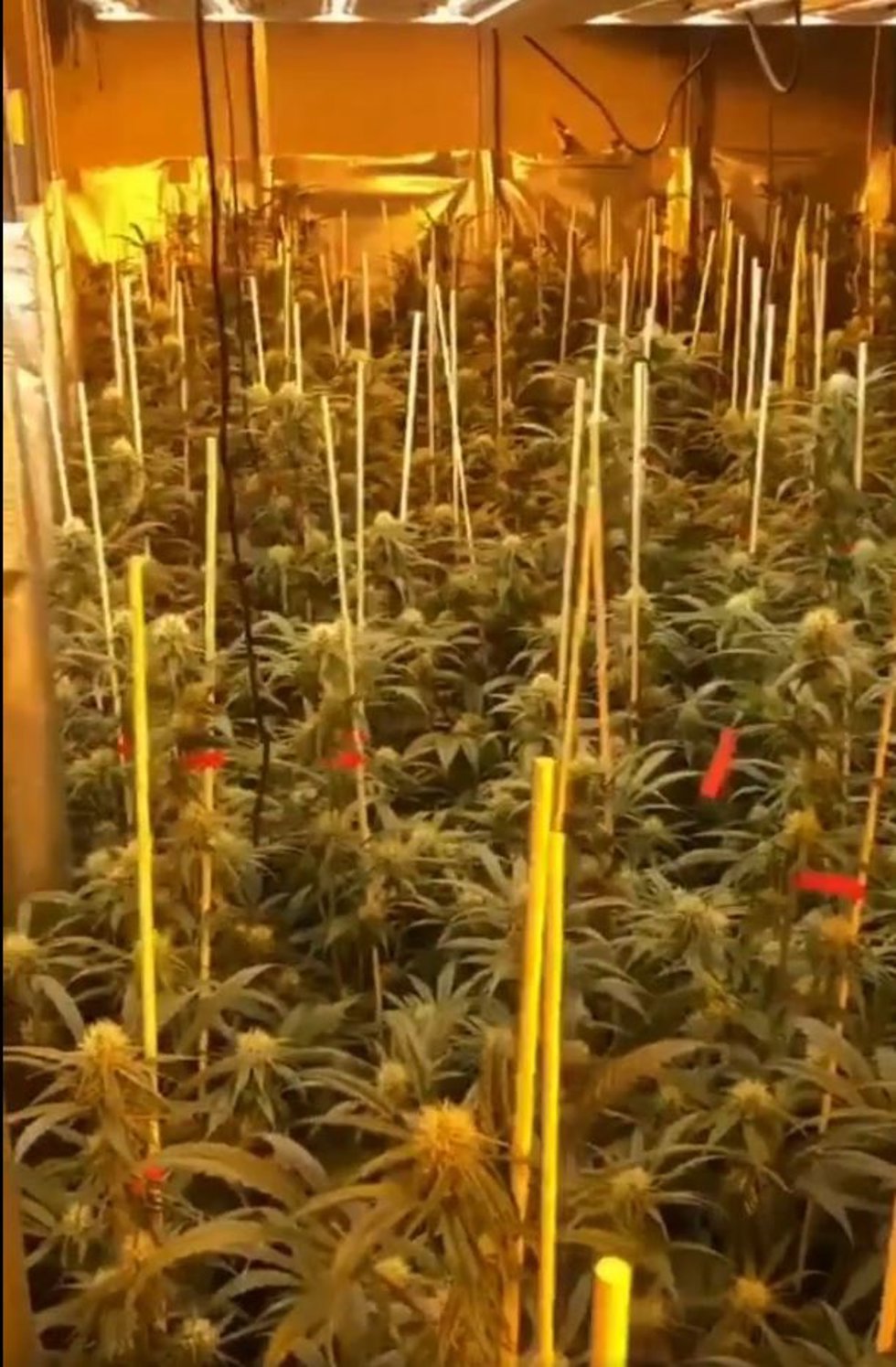 La plantación intervenida por los Mossos d'Esquadra en Sant Antoni de Vilamajor (Barcelona) 