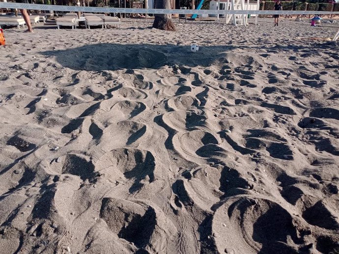 Bioparc Fuengirola organiza un encuentro en la playa de Los Boliches para enseñar sobre el reconocimiento de rastros y nidos de tortugas marinas