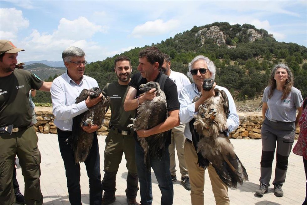 Medio ambiente participa en la suelta de tres crías de quebrantahuesos en la tinena de benifass
