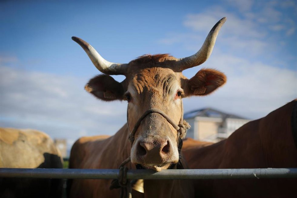 Archivo - Una vaca durante la tercera edición de la Feria en Defensa del Ganado de Montaña, a 13 de mayo de 2023, en Cervantes, Lugo, Galicia (España). La Feira en Defensa do Gandeiro da Montaña reúne este año a más de 60 ganaderos y 180 animales. Ademá