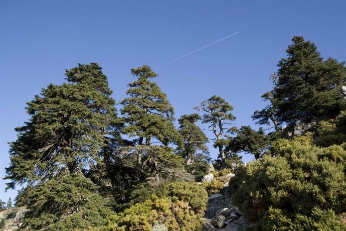 Archivo - Sierra de las Nieves