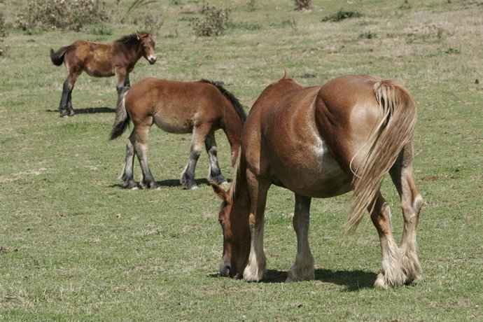 Archivo - Caballos pastando en el campo en Sorogain