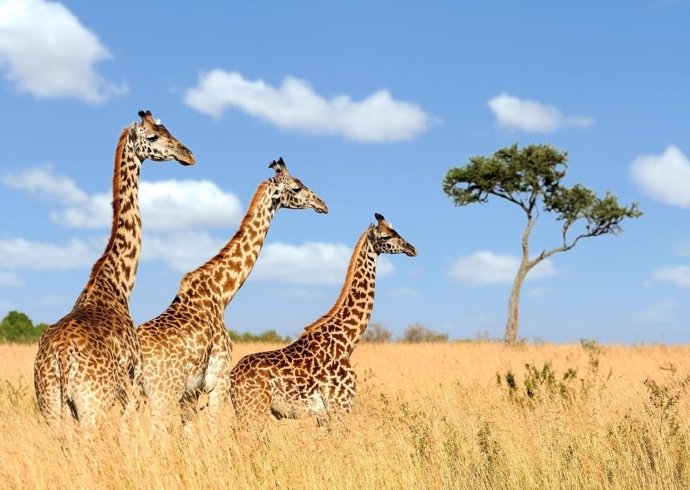 Tres jirafas en Masai Mara