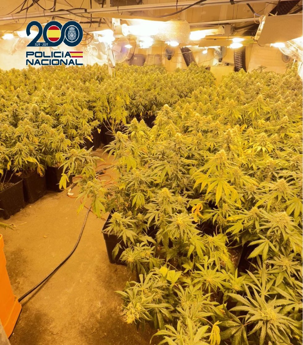 Plantación de marihuana intervenida en Los Dolores, en Murcia