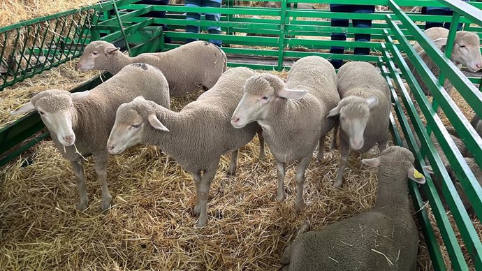 Archivo - Ovejas en una exposición en una feria ganadera.