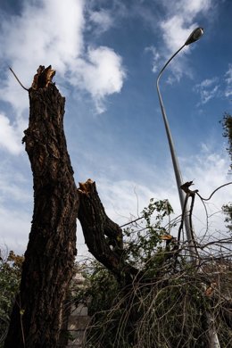 Archivo - Un árbol caído