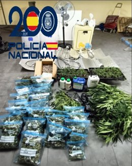 Plantas y efectos localizados por la policía.