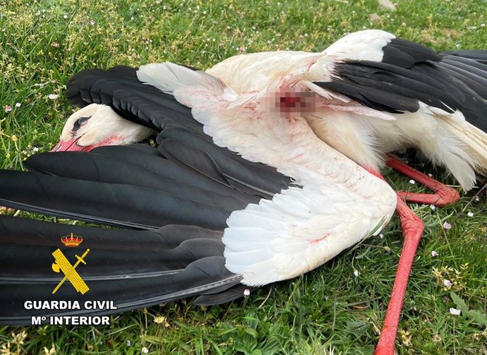 Dos investigados en Burgos por matar de un tiro a una cigüeña blanca.