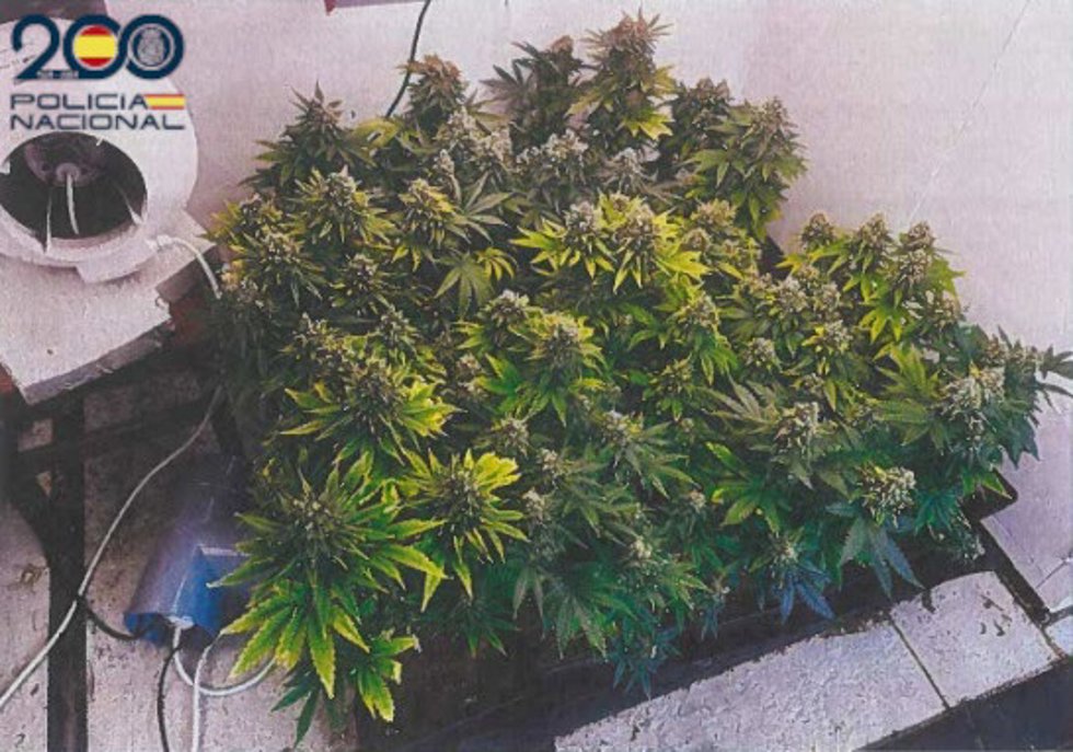 Plantación de marihuana desmantelada en el domicilio de Playa de Palma.