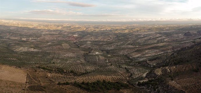 Vista panorámica de olivares en la provincia de Jaén