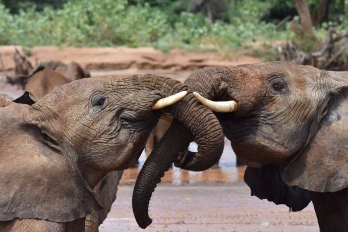 Dos elefantes jóvenes se saludan en la Reserva Nacional de Samburu en Kenia.