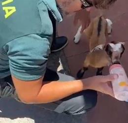 Rescatado un cabrito de un mes de vista que fue localizado por unos turistas en la Playa del Moro (Fuerteventura)