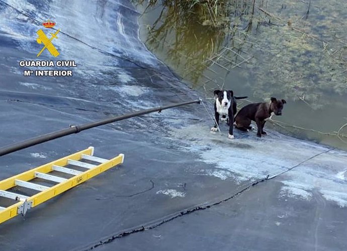 Imagen de los perros rescatados de la balsa de riego