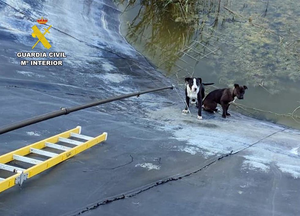 Imagen de los perros rescatados de la balsa de riego