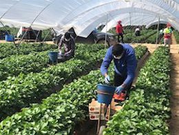 Archivo - Imagen de archivo de cultivo bajo invernaderos.