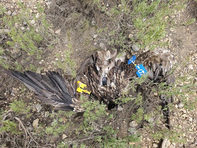 Mor per primera vegada a Espanya un trencals colpejat per un aerogenerador, segons ONG