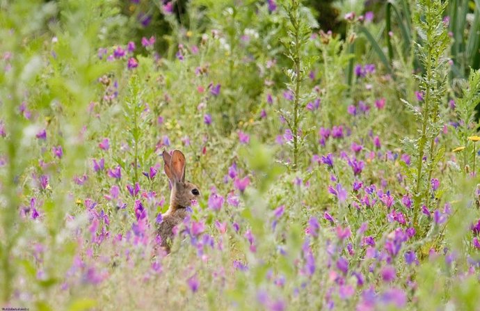 Archivo - Conejo en el campo.