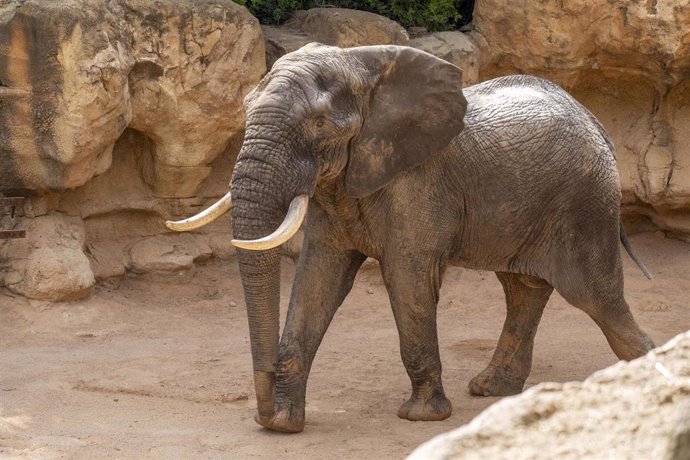 Tooth, el nuevo elefante en Bioparc