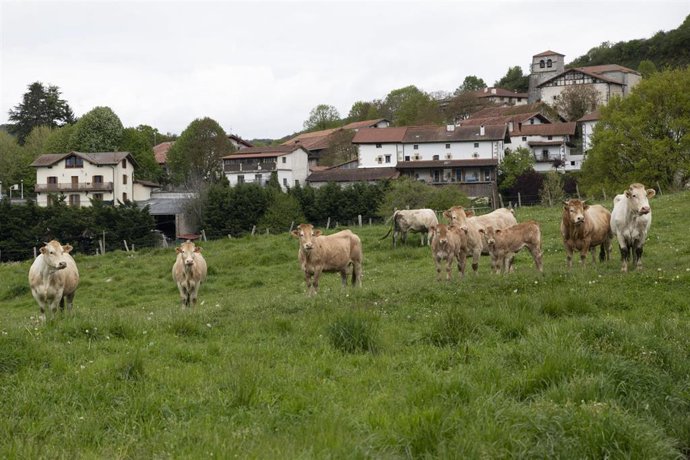 Archivo - Desarrollo Rural convoca ayudas para acometer inversiones que mejoren la competitividad del sector agrario.