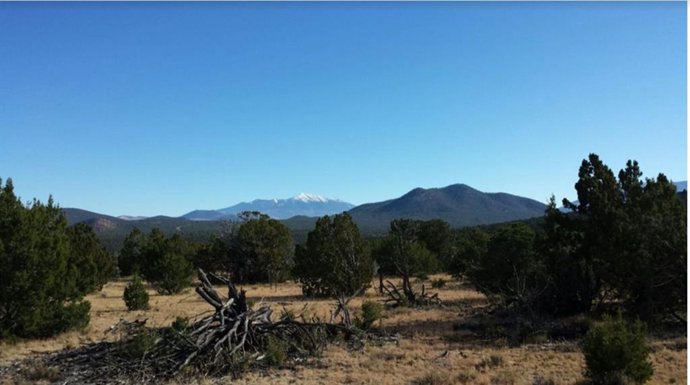 Ecosistema de bosque abierto de Arizona, EE.UU.