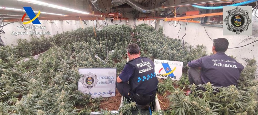 Plantación de marihuana desmantelada en la provincia de Guadalajara.