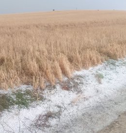 Archivo - Campo de cereales afectados por el pedrisco