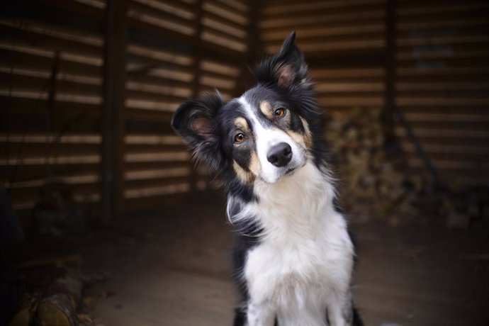 Archivo - Retrato de un Border Collie