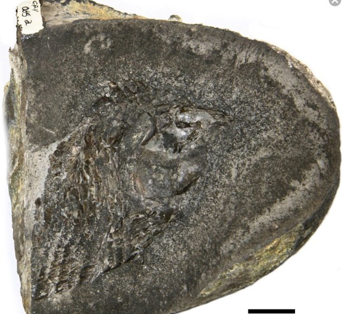 Fotografía de pez fósil de Mafra, Brasil. CP 065.