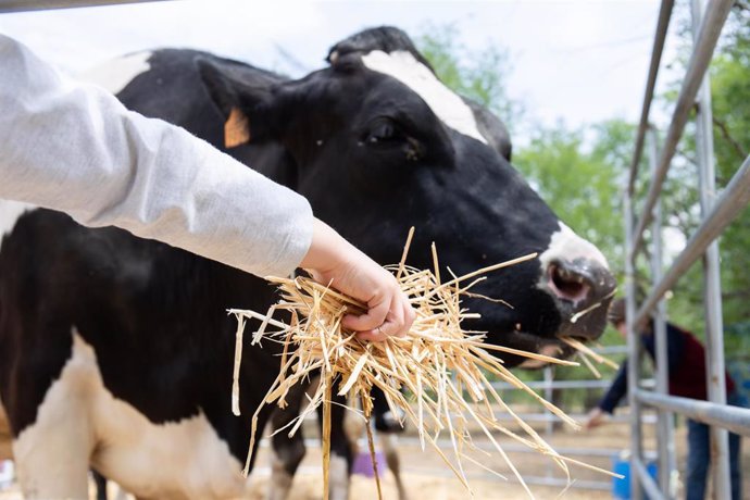 Archivo - Imagen de archivo de una vaca.