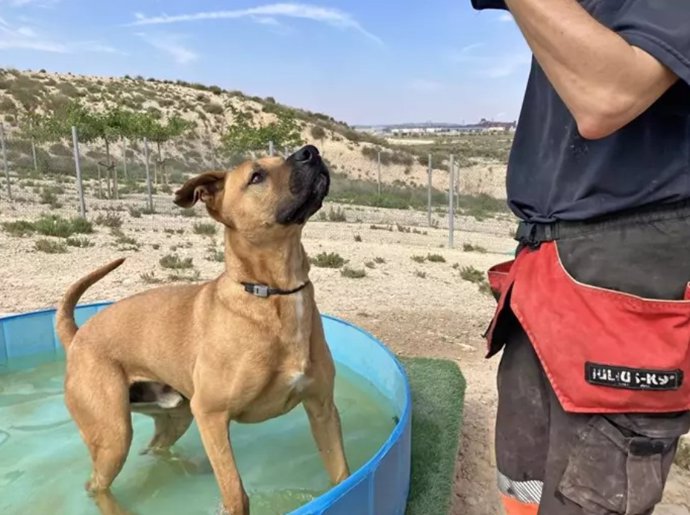 Un perro en el Centro de Protección Animal de Zaragoza