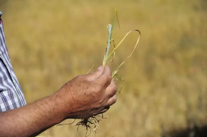 Un agricultor muestra los efectos de la sequía en el cereal.