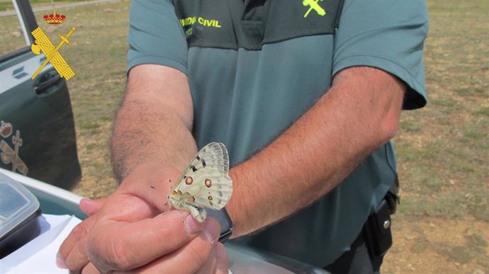 Un agente del SEPRONA muestra un ejemplar de mariposa Apolo, 'parnassius apolo', especie protegida.